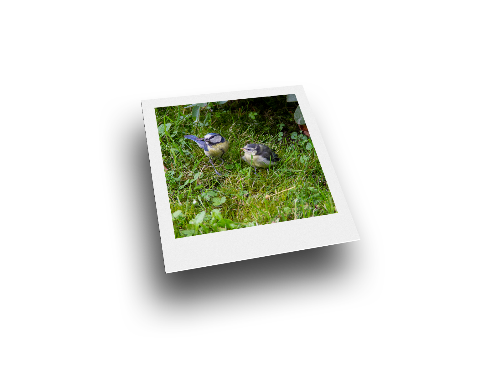 Bild: Blaumeise mit Jungem
