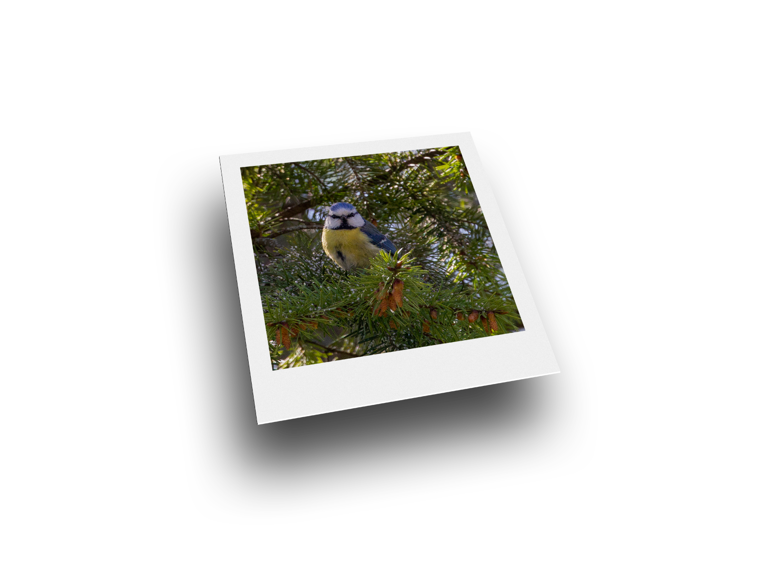 Bild: Blaumeise
