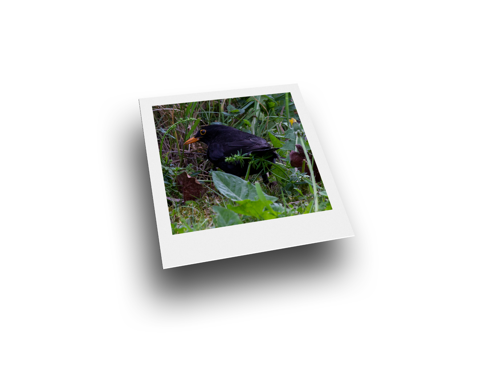 Bild: Amsel